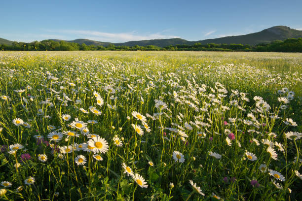 istock Spring daisy flowers in mountain meadow. 2060321482