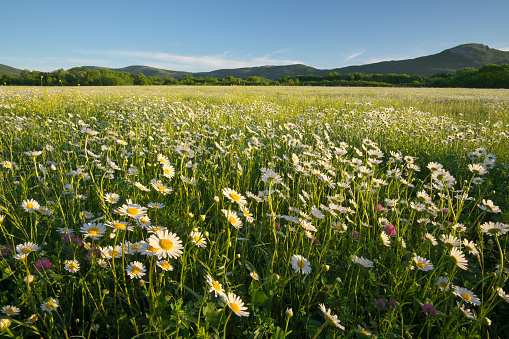 Spring daisy flowers in mountain meadow. Beautiful landscapes.