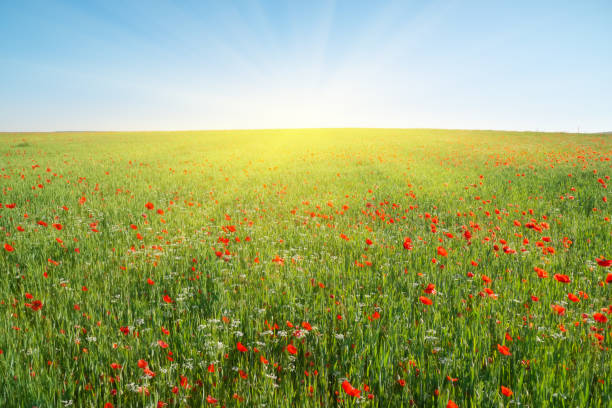 istock Spring flowers in green meadow 2060322028