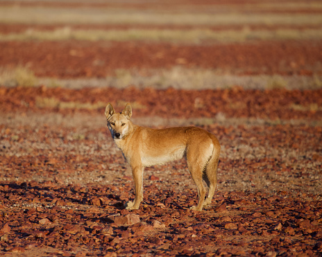 Dingo located near the boarder of the Simpson Desert Queensland