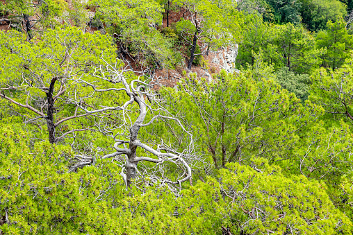 Red pine forest in Kaz (Goose) Mountains