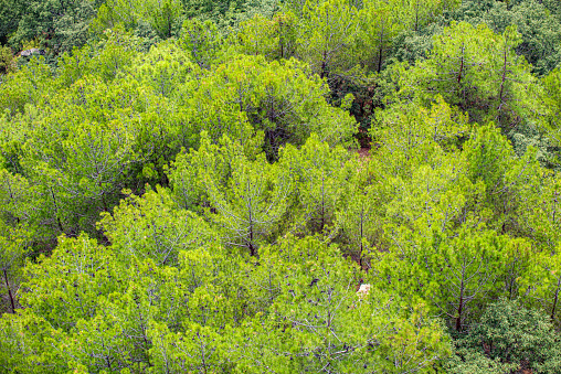 Red pine forest in Kaz (Goose) Mountains