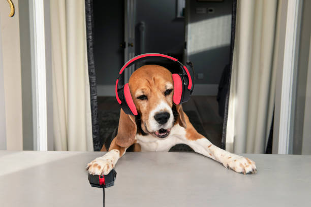 istock funny beagle dog speaking in headphones 2060341966