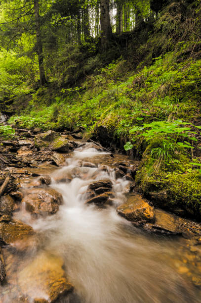 Stream in a forest in Murijev vrelec nature reserve in Carinthia, Austria during a wet springtime day. The water is flowing towards the Vellach river.