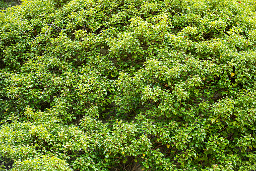 hedge green beech in combination with ornamental grasses. Lush green alternates with deep red foliage in early spring. view from the mountain and from the side in the park, fagus, sylvatica, mulching