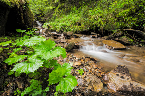 Stream in a forest in Murijev vrelec nature reserve in Carinthia, Austria during a wet springtime day. The water is flowing towards the Vellach river.