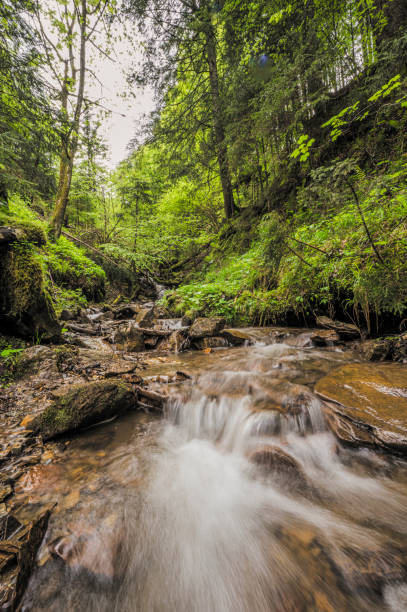istock Stream in forest in Murijev vrelec nature reserve in Carinthia, Austria 2060361660