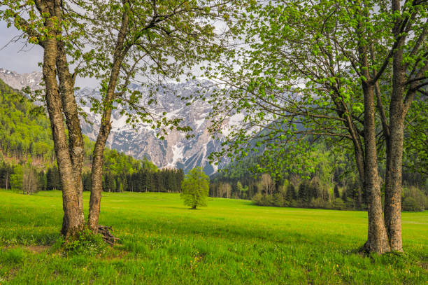 Zgornje Jezersko valley in Slovenia view during a beautiful springtime day with the mountain range around the Grintovec mountain peak in the Kamnik–Savinja Alps.