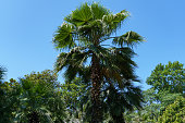 Chinese windmill palm (Trachycarpus fortunei) or Chusan palm on Kurortny Prospekt in Sochi.