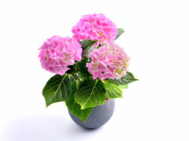 istock Pink hortensia in flowerpot. 2060368662