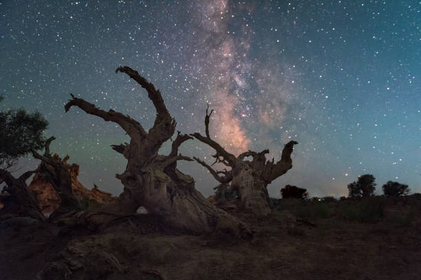 istock Populus euphratica forest under the starry sky in Xinjiang at night 2060400276