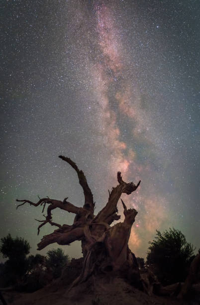 istock Populus euphratica forest under the starry sky in Xinjiang at night 2060400279