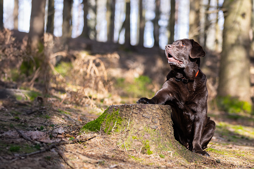 Senior Chocolate Labrador Retriever with Tree Stump in Spring Forest