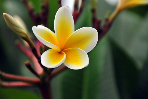 Frangipani flower or plumeria flower blooming on raining in dark background