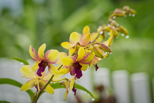 Closeup of Dendrobium Thongchai Gold in garden with rain water drops on the flowers, Mahe, Seychelles 1