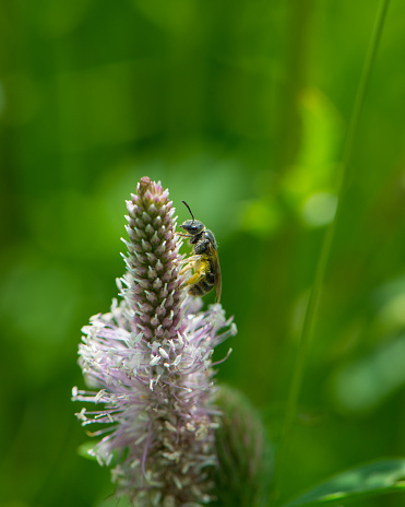 One wild bee collects pollen and nectar on a plantain flower. Summer.