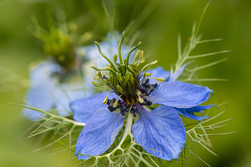 Blue flower of black caraway seeds on a blurry background in the garden. Summer.