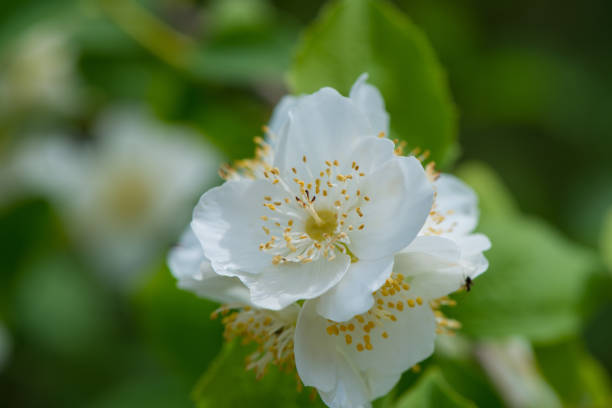 istock Blooming white jasmine flowers in the garden. 2060425219