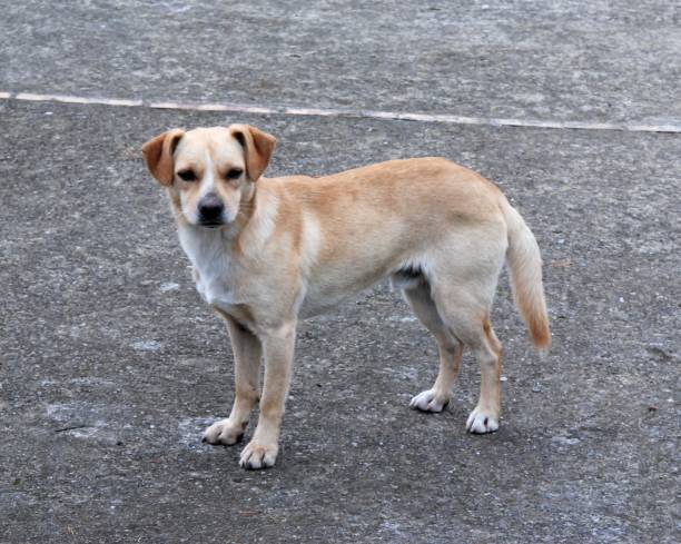 istock Italy : Close up dog,March 4,2024. 2060427337