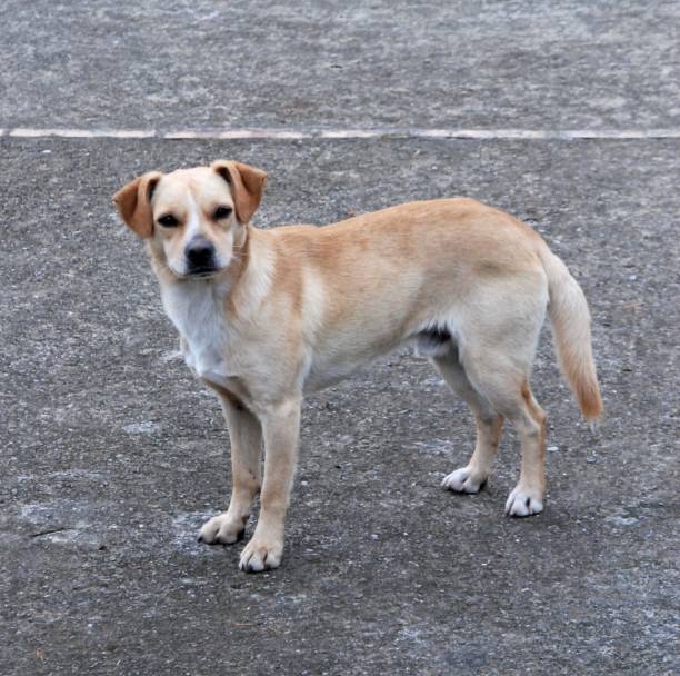 istock Italy : Close up dog,March 4,2024. 2060427369