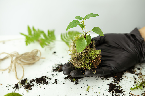 Process of making kokedama. Close up of hands in black gloves holding an earthen ball covered with moss, with planted plant