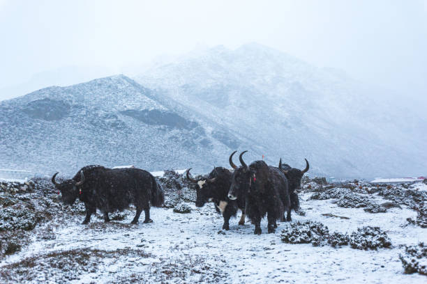 istock Black yaks in the Himalayan mountains of Nepal 2060448332