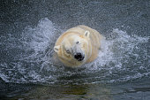 Portrait of a polar bear in the water