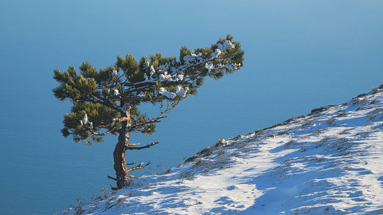 A pine tree on the edge of a snow-capped mountain