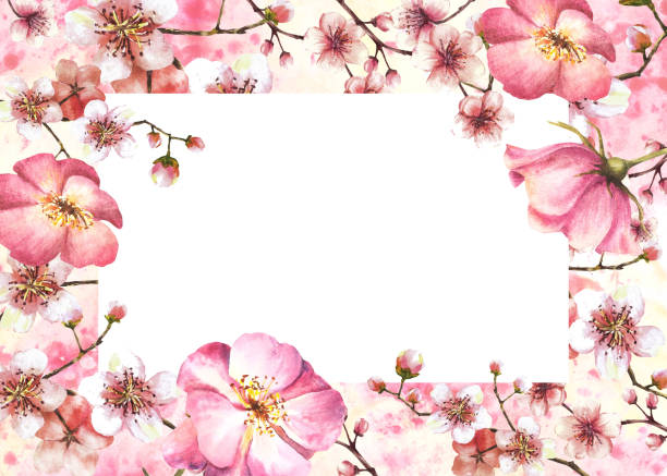 istock Blooming spring sakura, cherry tree with rose hip dog rose flowers. Watercolor painted illustration 2060453144