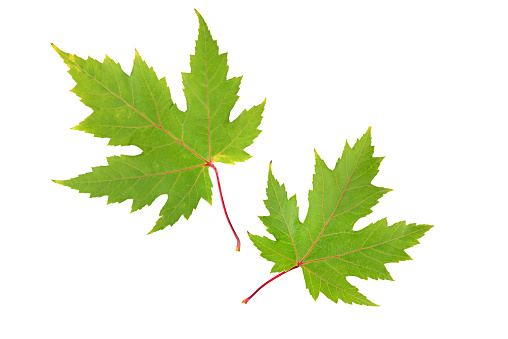 Green maple leaves isolated on white background.