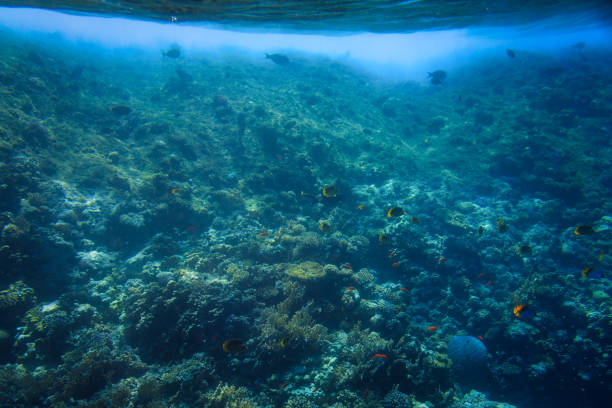 Red Sea underwater scenery with tropical fishes, Egypt