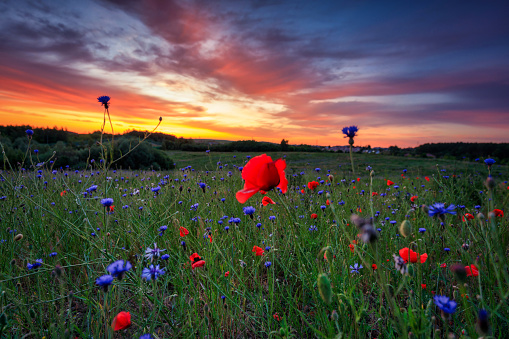 Poppy field at sunset in Poland
