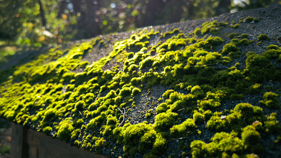 green moss on the tree trunk