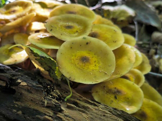 istock wild mushrooms growing on the cut tree trunk 2060474000