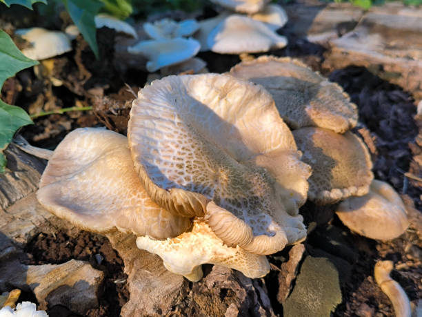 istock wild mushrooms growing on the cut tree trunk 2060475494