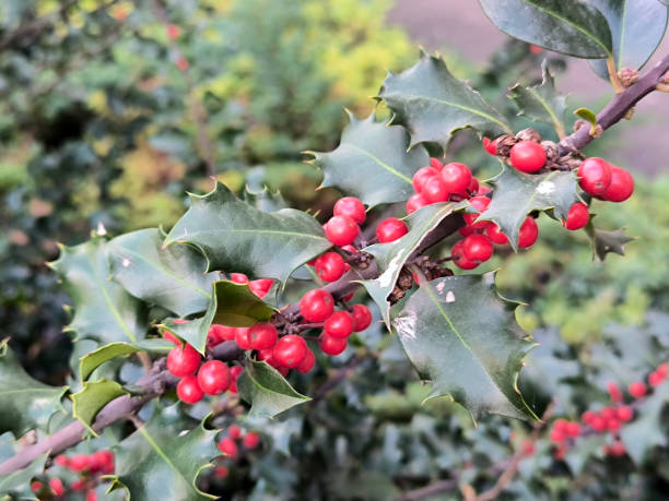istock branch of Christmas holly with red berries 2060476199