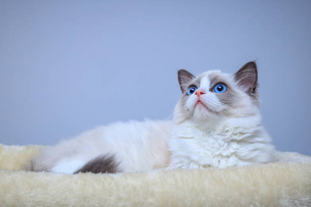 istock A blue-eyed Ragdoll kitten sitting on a bed 2060476205