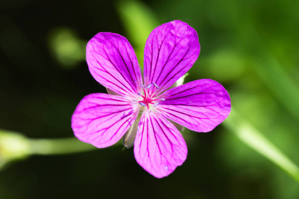 istock Wild purple flower on a sunny day, macro photo. Geranium sylvaticum 2060483572