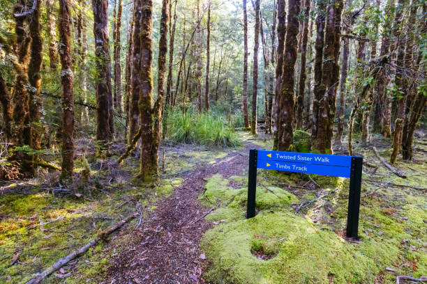 istock Twisted Sister Trail in Tasmania Australia 2060495511