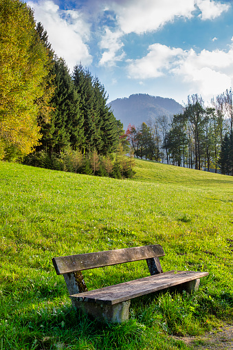 Single Bench or Settle in front of Bushes and Trees