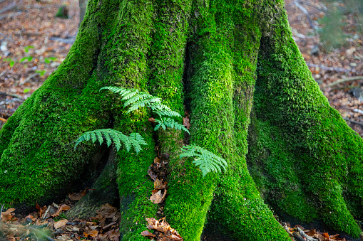 Moss covered tree trunk and a fern plant in a forest
