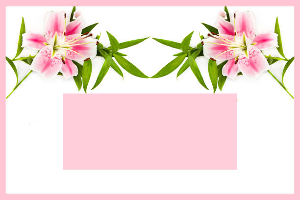 Delicate pink lily flowers isolated on a white background. Collage. There is free space for text.