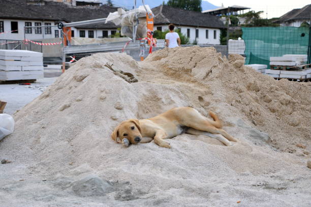 September 16 2023 - Gjirokastra in Albania: Cute dog at sand pile at a construction site