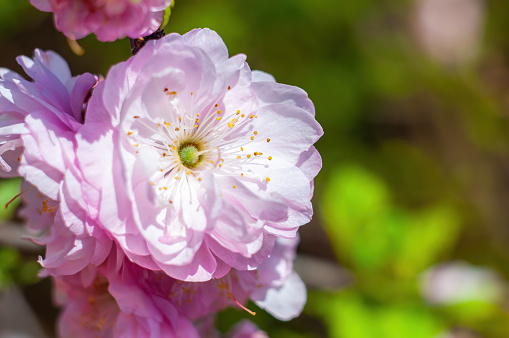 Blooming almond, sakura flower, showcasing natures spring beauty