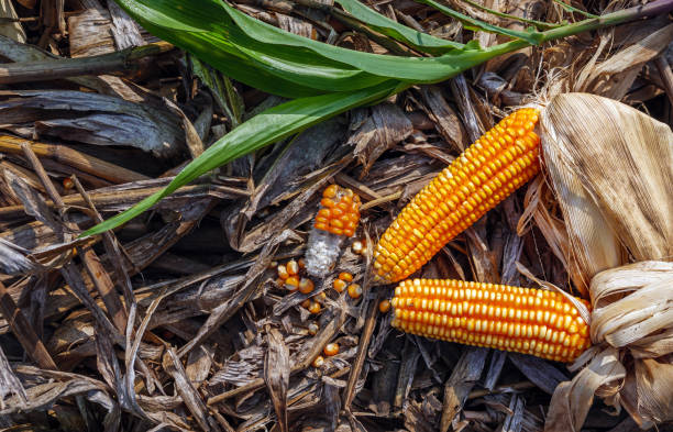 istock Top view of Dried corn cobs on on dry corn leaves after harvest 2060516528