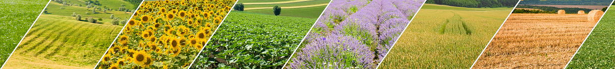 Fields with agricultural crops. Collage. Wide photo.