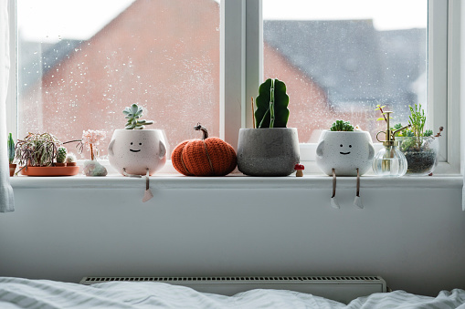 A window sill in a teenage bedroom with rows of succulent plants in fun pots lined up side by side. There is a soft pumpkin too alongside them. The bedroom is in the North East of England.