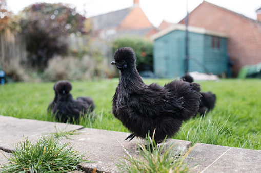 Close up of a black silkie in a garden in the North East of England.