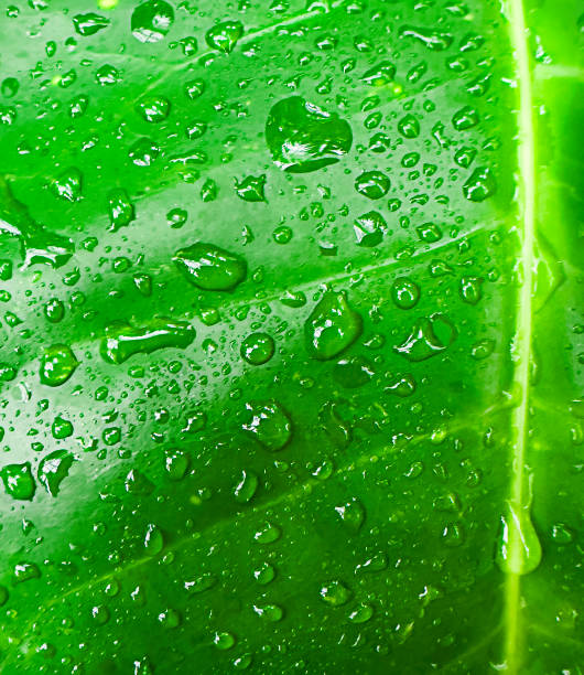 Drops of water on a green leaf with veins with copy space