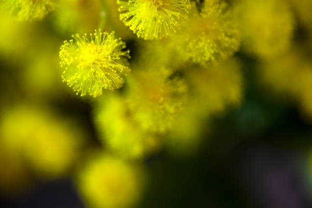 istock Mimosa close-up / Spring yellow flower / background. 2060543032